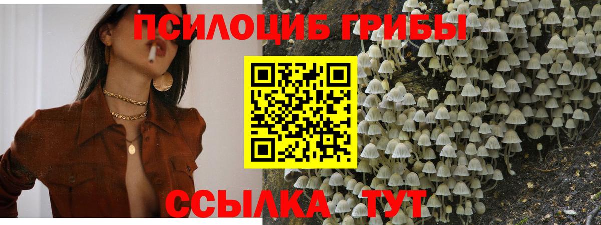 Галлюциногенные грибы Cubensis Волжск
